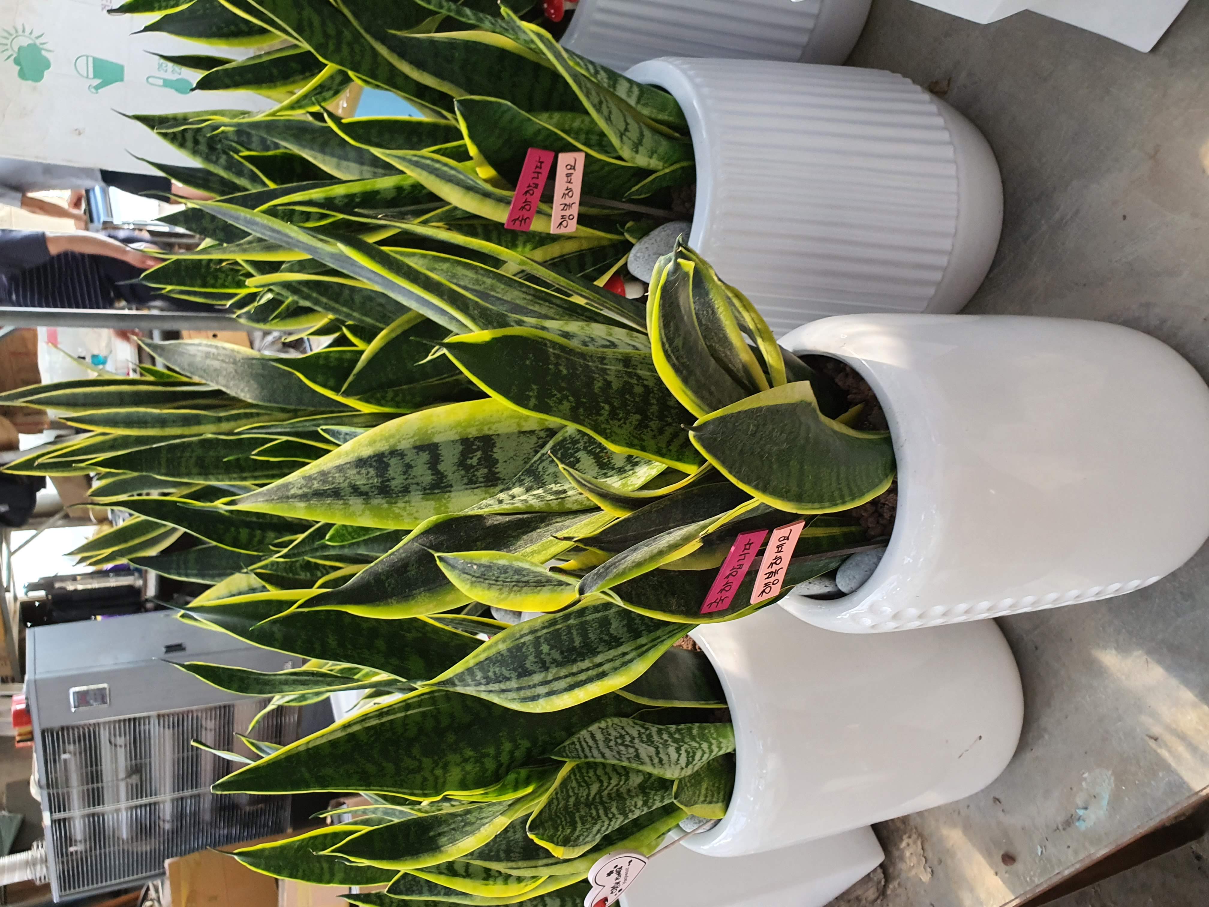 산새베리